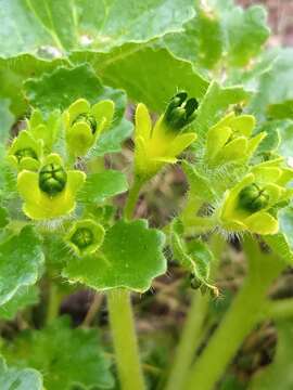 Image of rock nettle