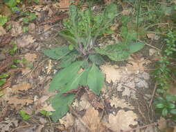 Image of spotted hawkweed