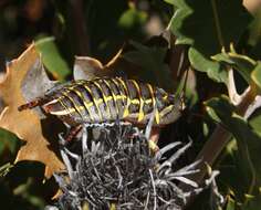 Image of Mardi Gras Cockroach