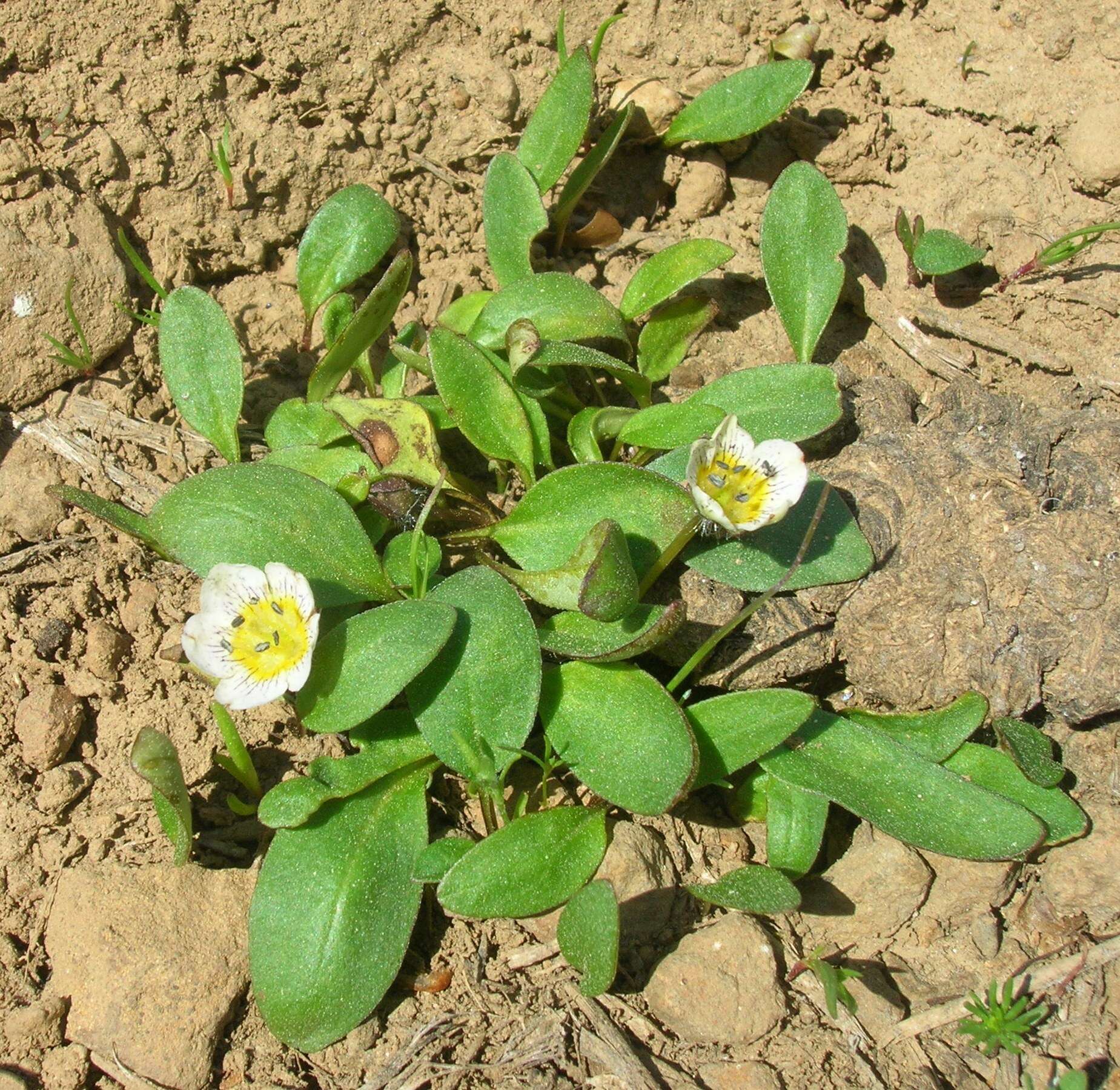 Image of Dwarf Monkey-Fiddle