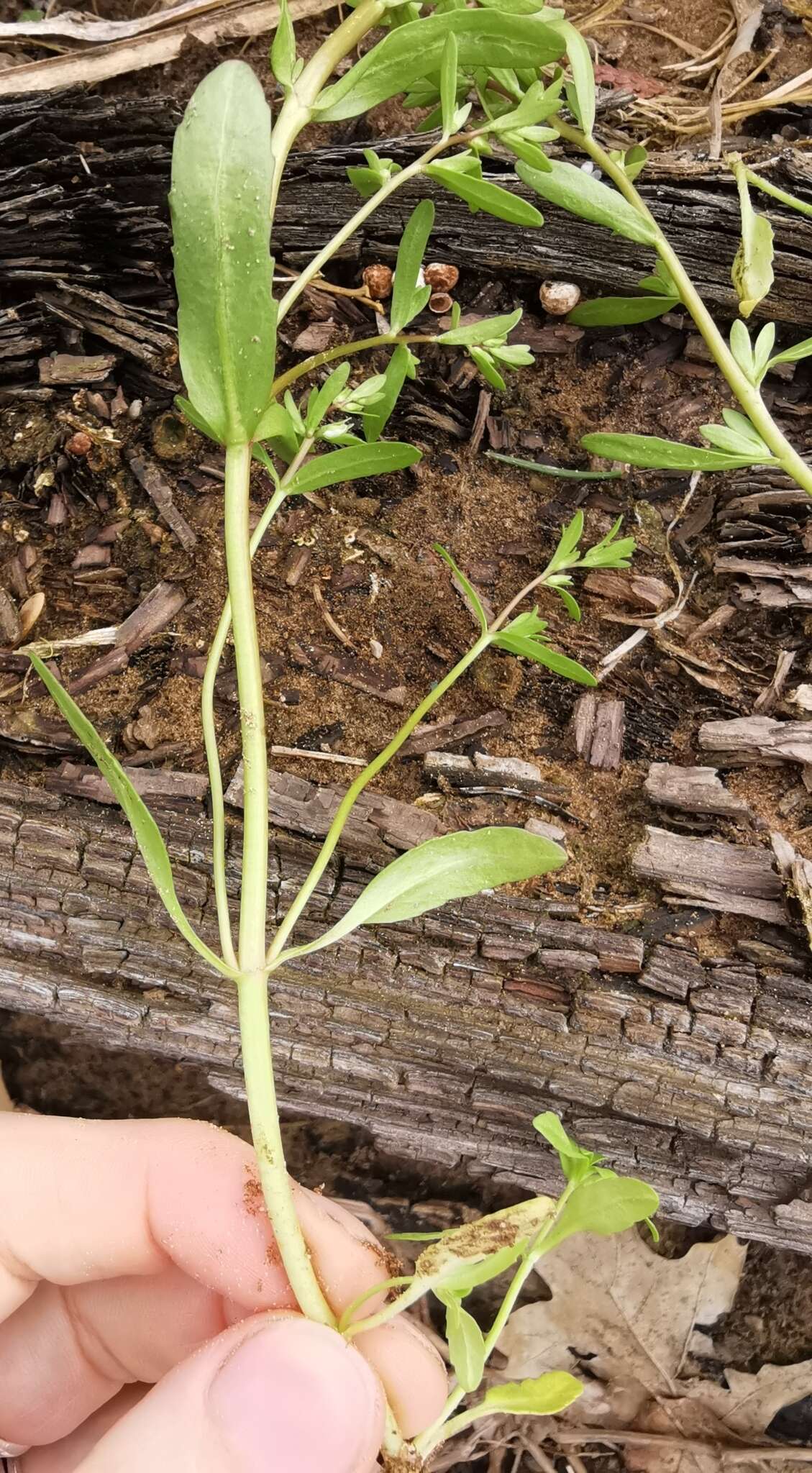 Image of neckweed