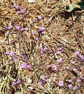 Image of Limonium hirsuticalyx Pignatti