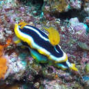 Image de Chromodoris africana Eliot 1904