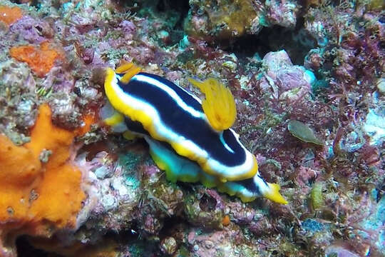 Image de Chromodoris africana Eliot 1904