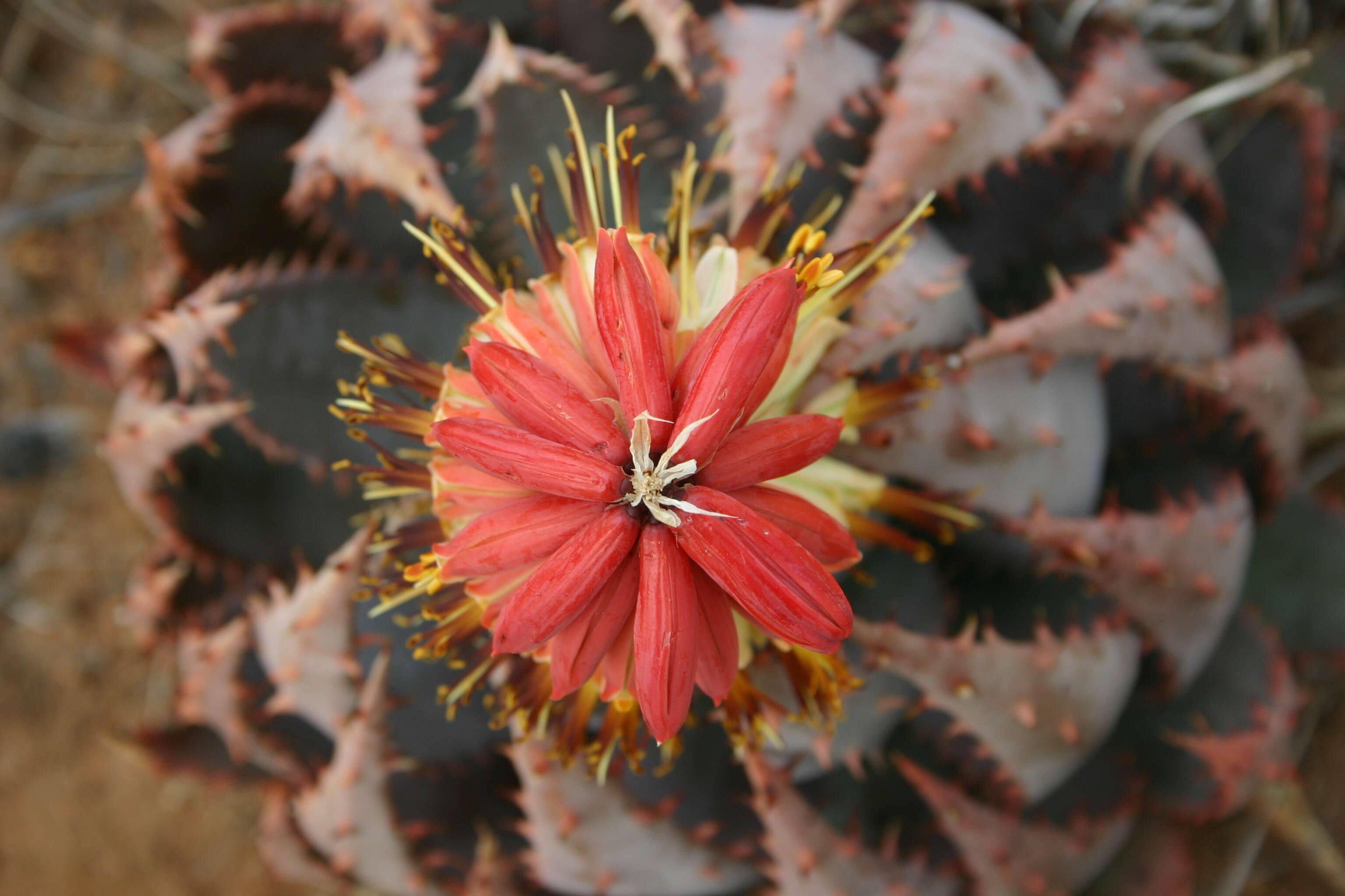 صورة Aloe peglerae Schönland