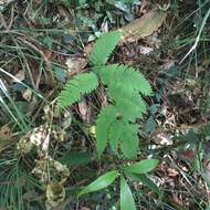 Imagem de Pteris austrotaiwanensis Y. S. Chao