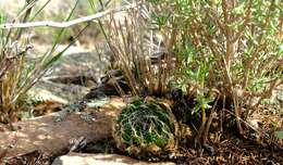Image of Haworthia arachnoidea var. namaquensis M. B. Bayer