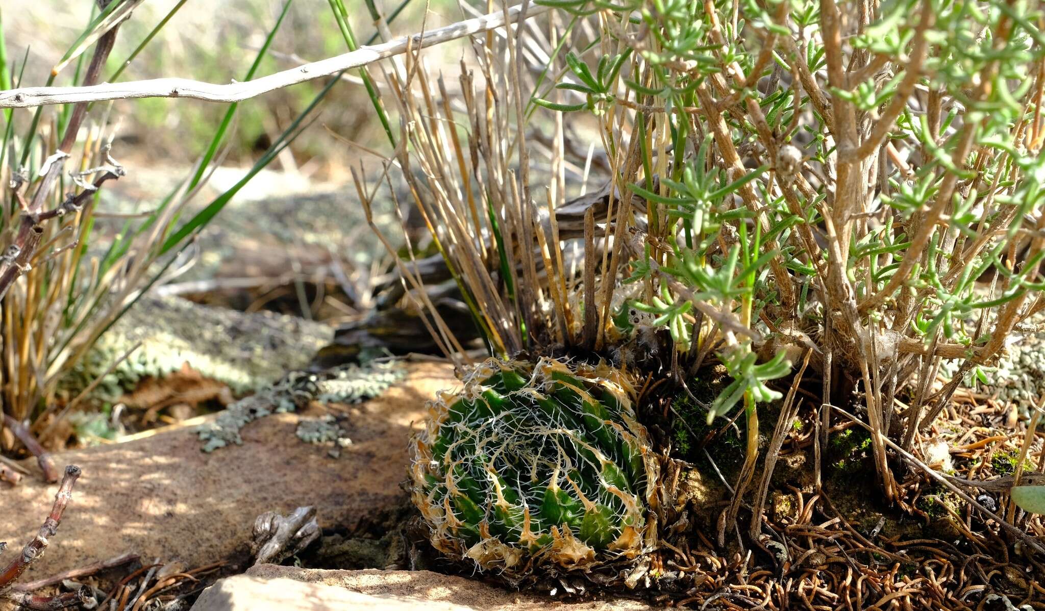 Image of Haworthia arachnoidea var. namaquensis M. B. Bayer