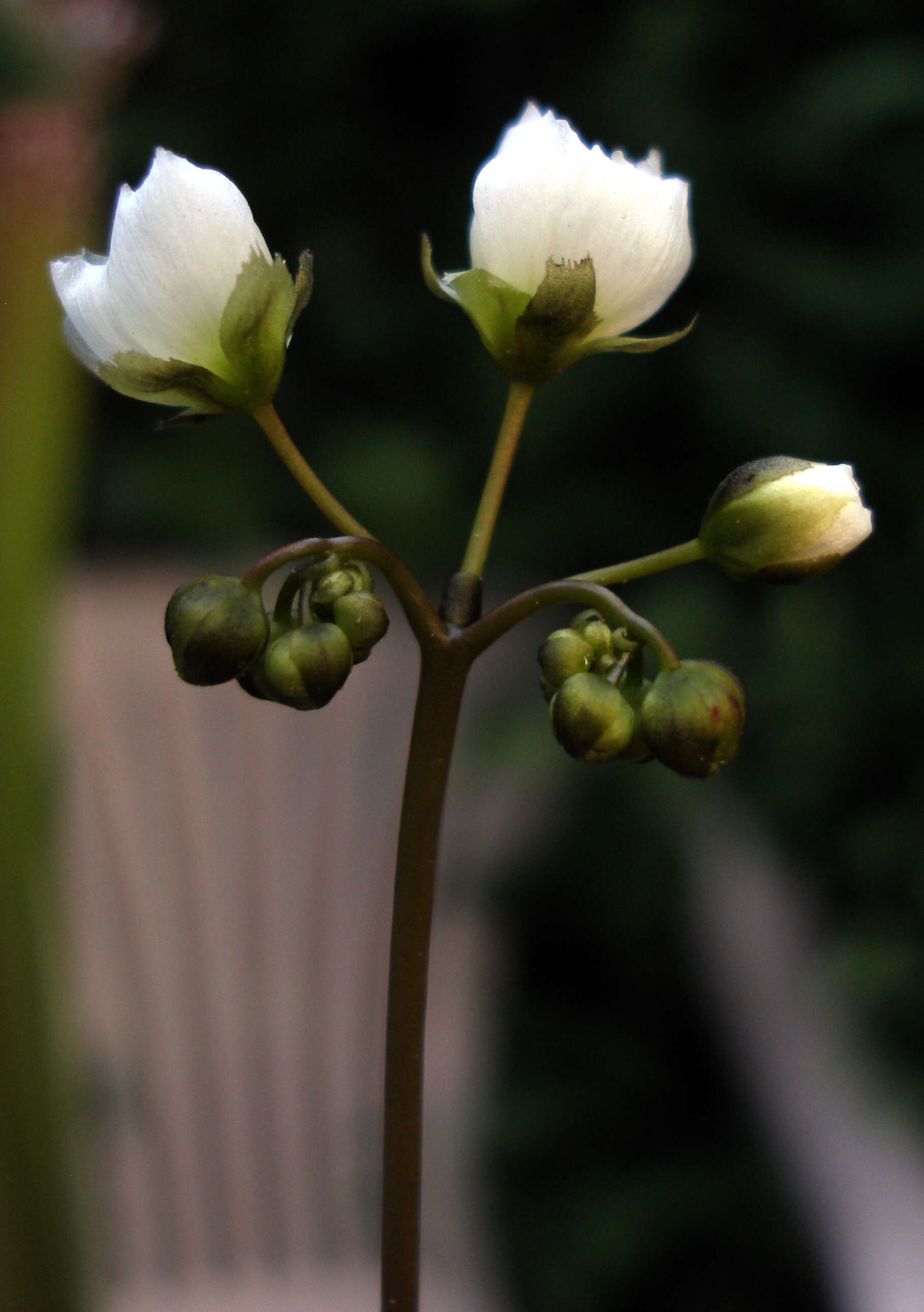 Image of Drosera binata Labill.