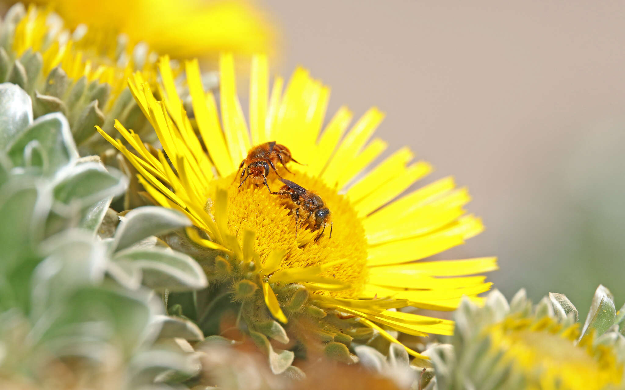 Image de Osmia cinnabarina Pérez 1895