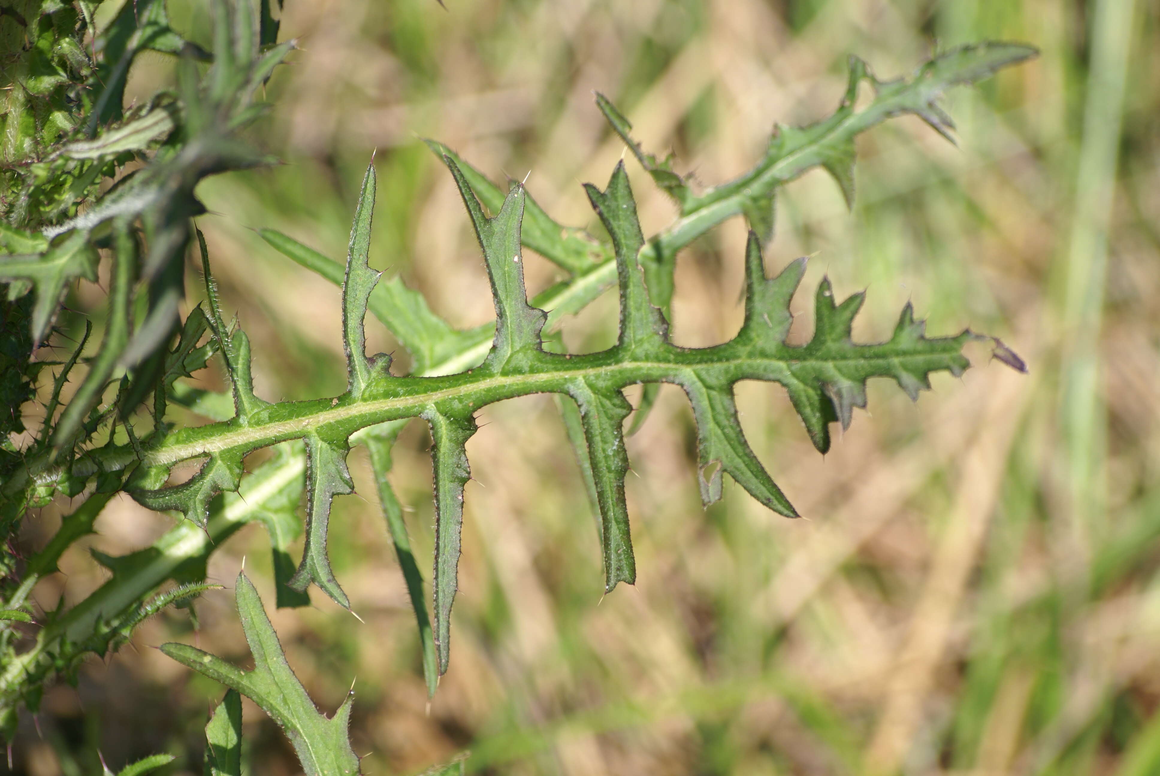 Imagem de Cirsium palustre (L.) Scop.