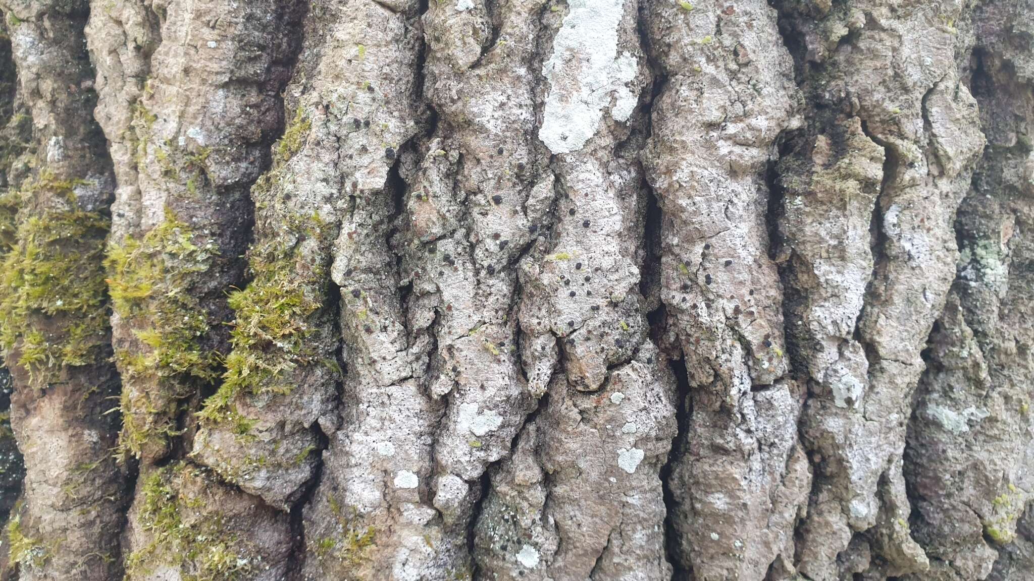 Image of dotted lichen