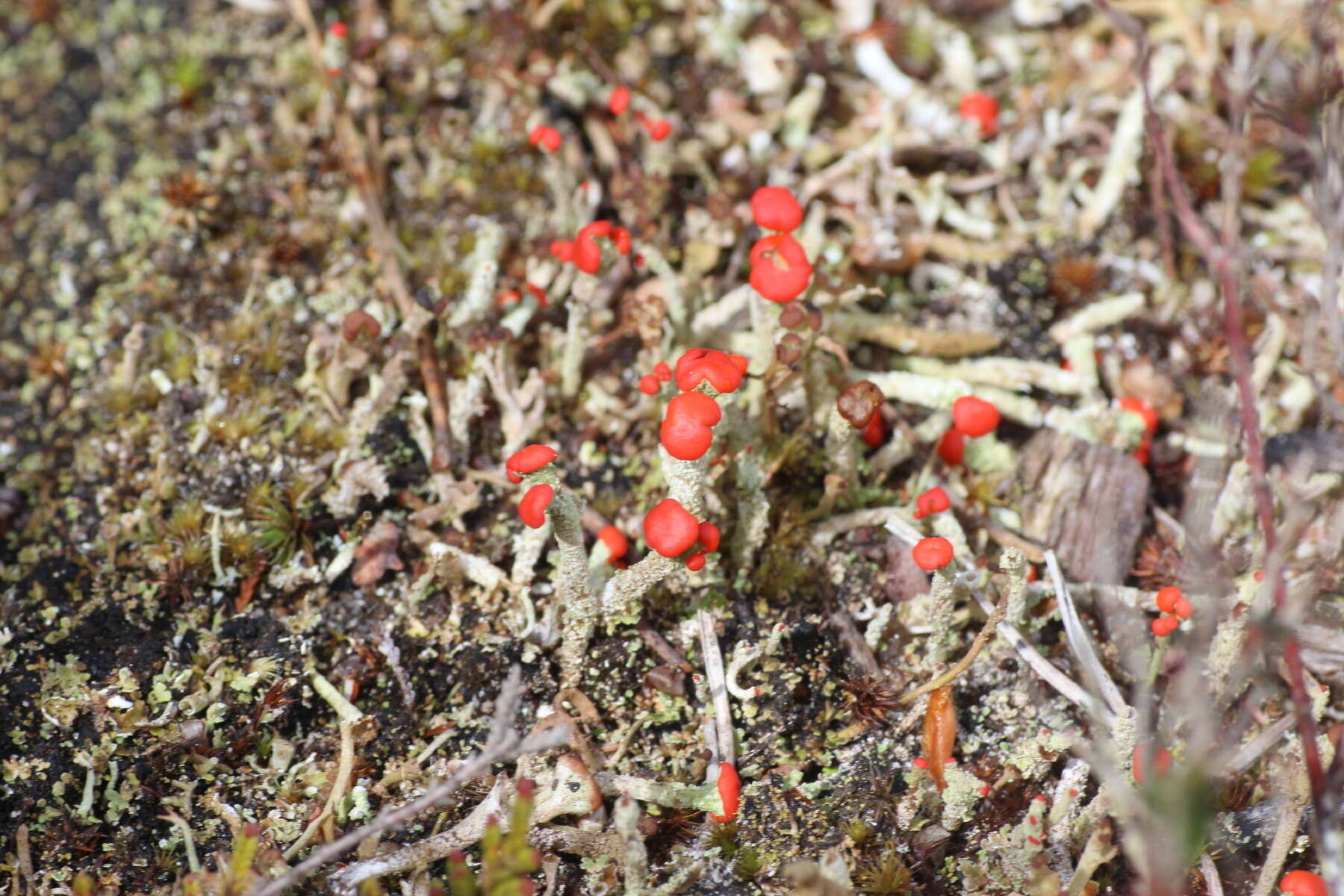 Image of Florke's cup lichen