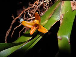 Image of Maxillaria villosa (Barb. Rodr.) Cogn.