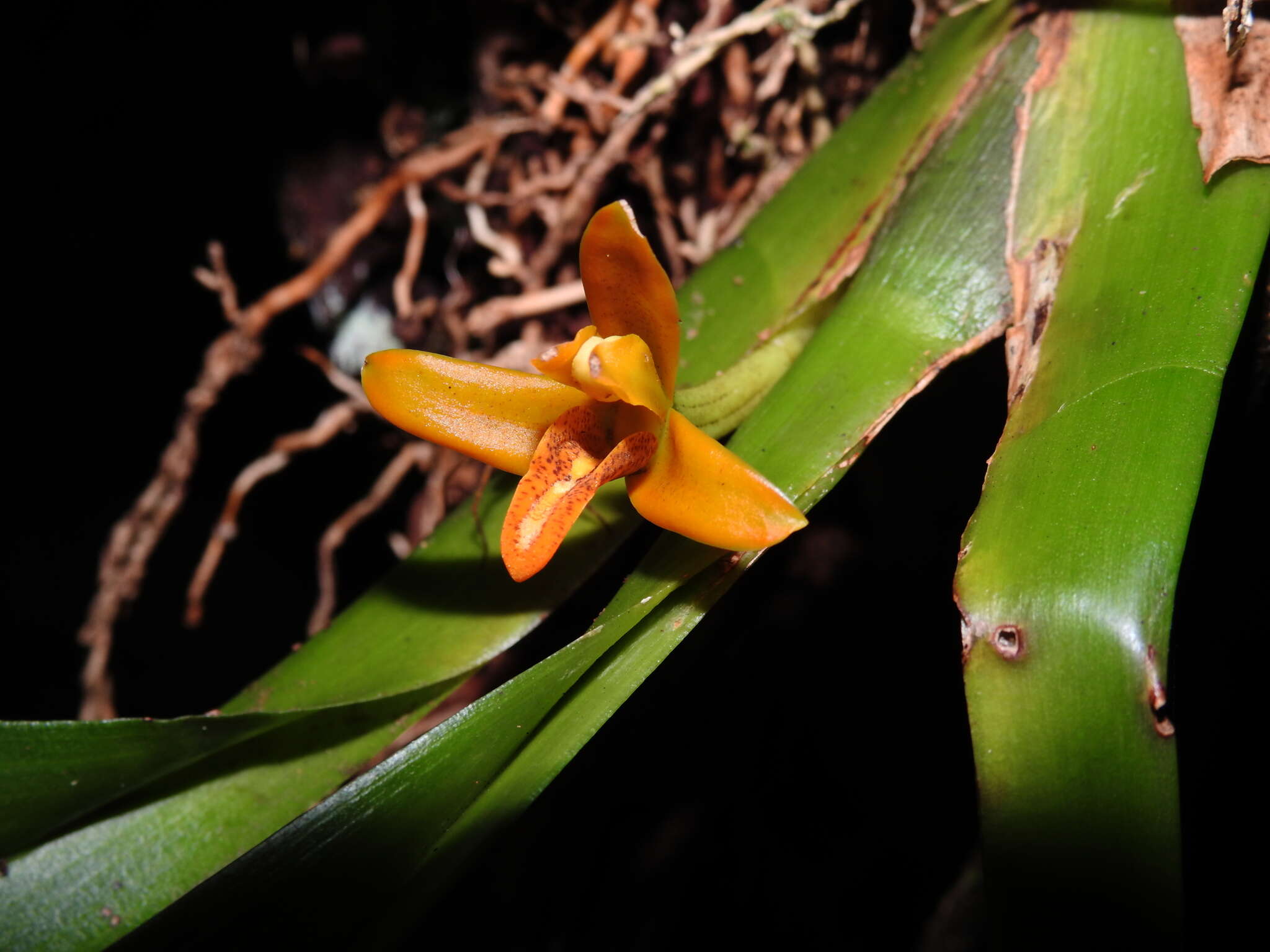 Image of Maxillaria villosa (Barb. Rodr.) Cogn.