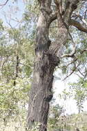 Image of northern gray ironbark