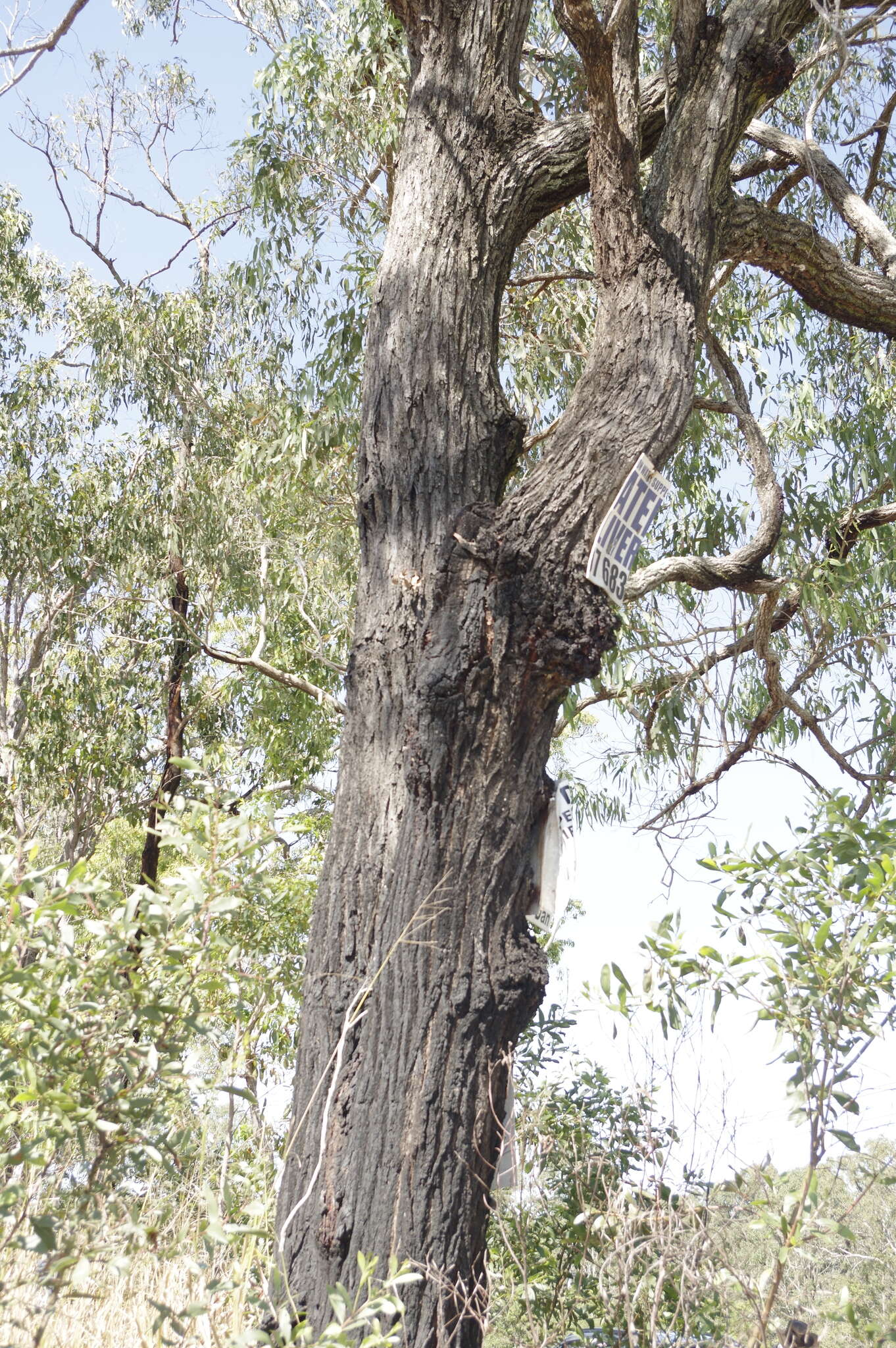 Image of northern gray ironbark