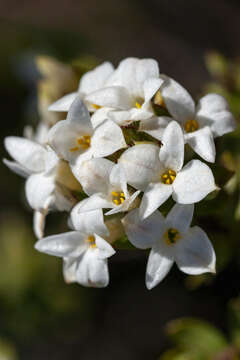 Image of Gnidia ornata (Meissn.) Gilg