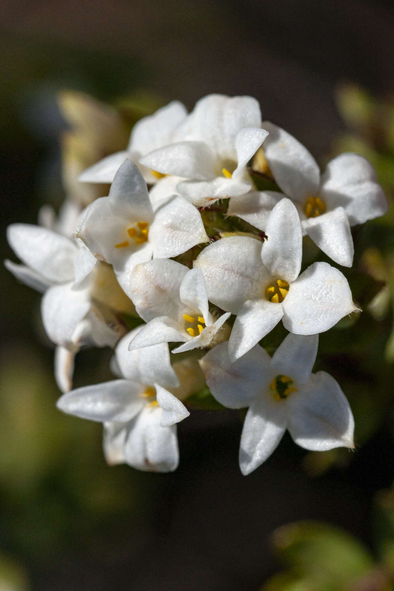 Image of Gnidia ornata (Meissn.) Gilg