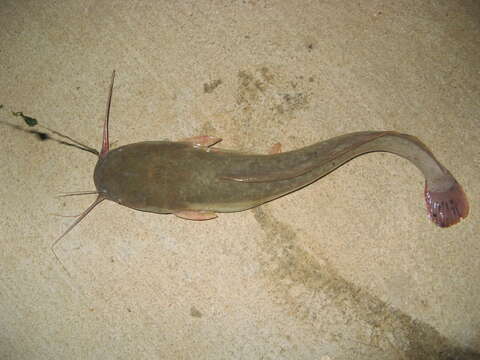 Image of Asian Red Tailed Catfish