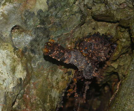 Tetragona mayarum (Cockerell 1912) resmi