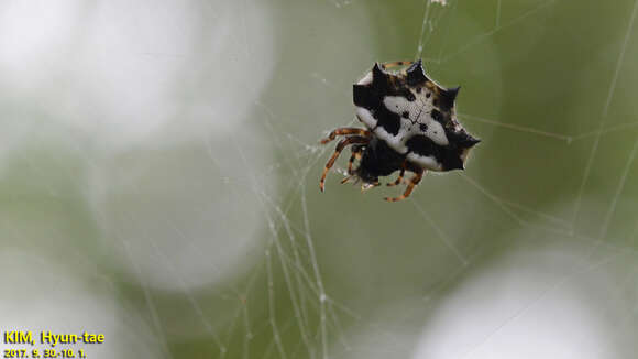 Image of Gasteracantha kuhli C. L. Koch 1837