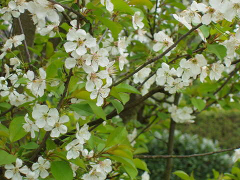 Imagem de Prunus cerasus L.