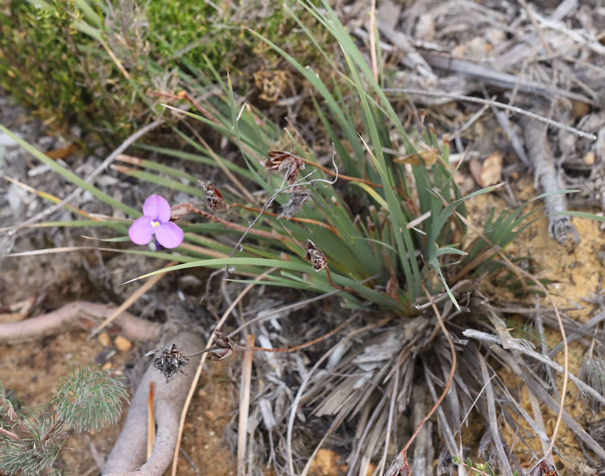 Image of Patersonia lanata R. Br.