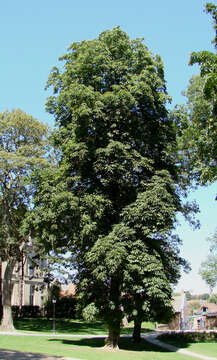 Image of European horse chestnut