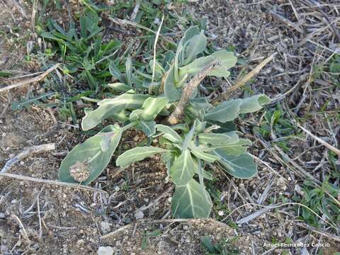 Image de Moricandia arvensis (L.) DC.