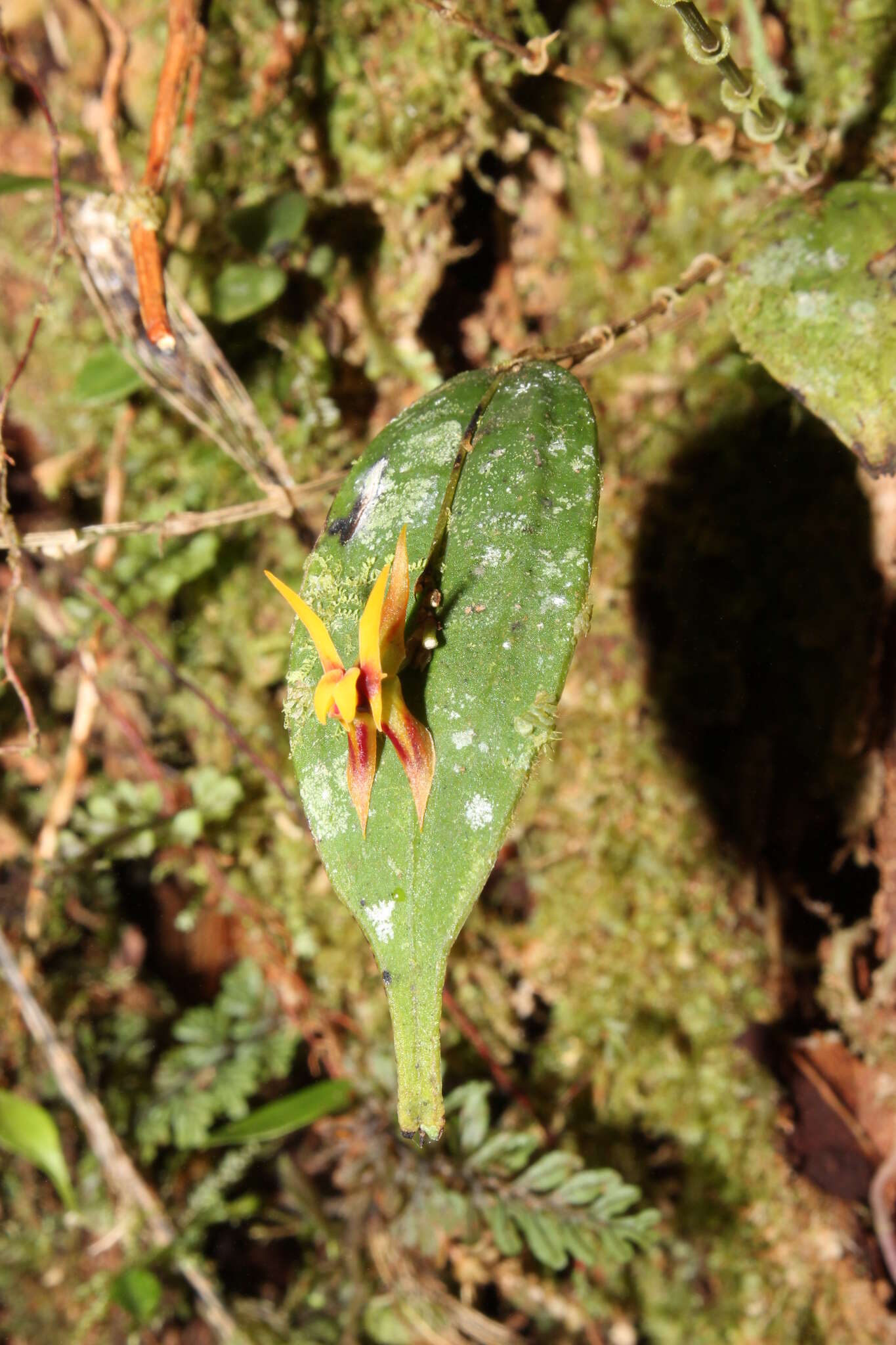 Image of Lepanthes silverstonei Luer