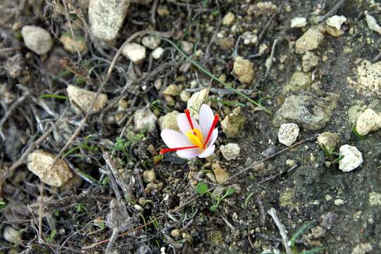 Image of Crocus cartwrightianus Herb.