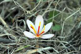 Image de Crocus cartwrightianus Herb.