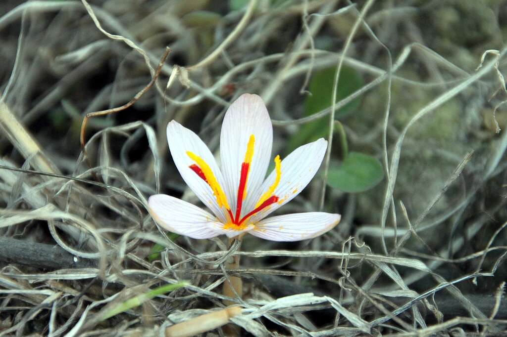 Image de Crocus cartwrightianus Herb.