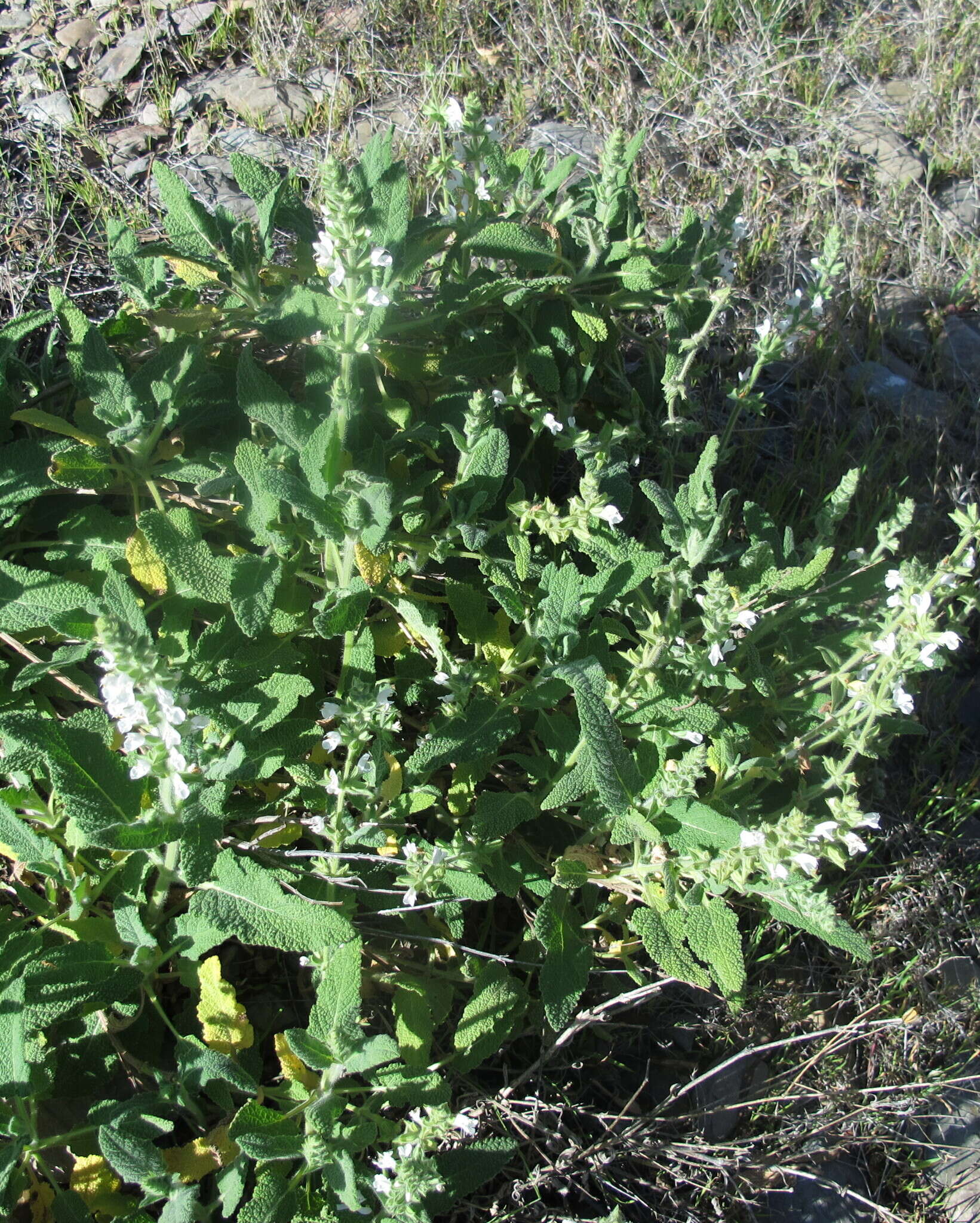 Image of Large blue sage