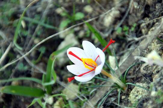 Image de Crocus cartwrightianus Herb.