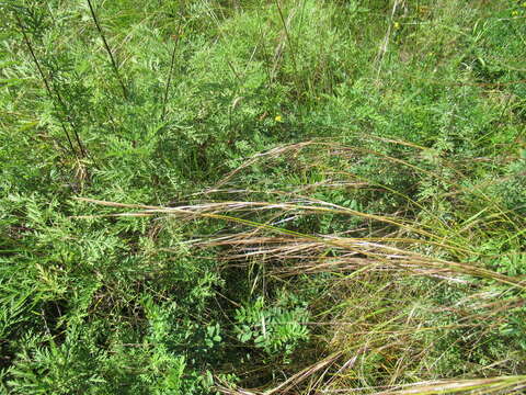 Image of needlegrass