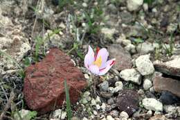 Image of Crocus cartwrightianus Herb.