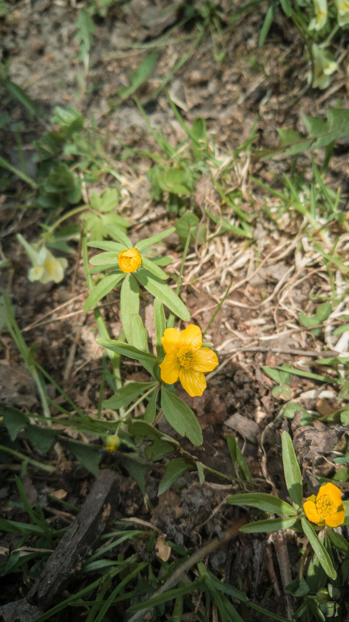 Image of Ranunculus monophyllus Ovcz.