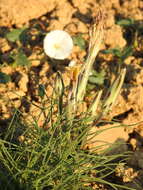 Image of Scorzonera angustifolia L.