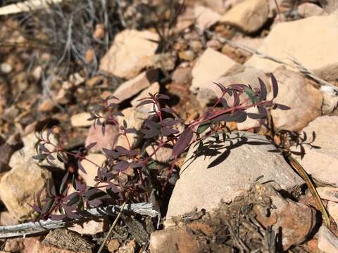 Слика од Euphorbia chaetocalyx (Boiss.) Tidestr.