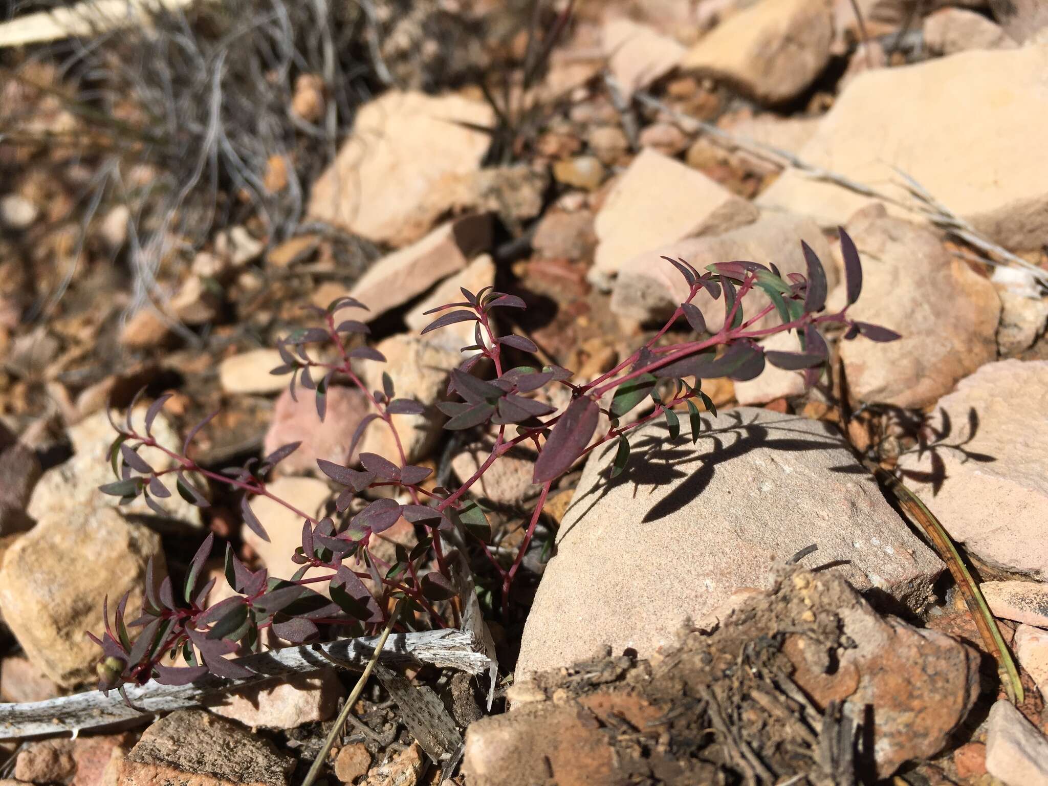 Слика од Euphorbia chaetocalyx (Boiss.) Tidestr.