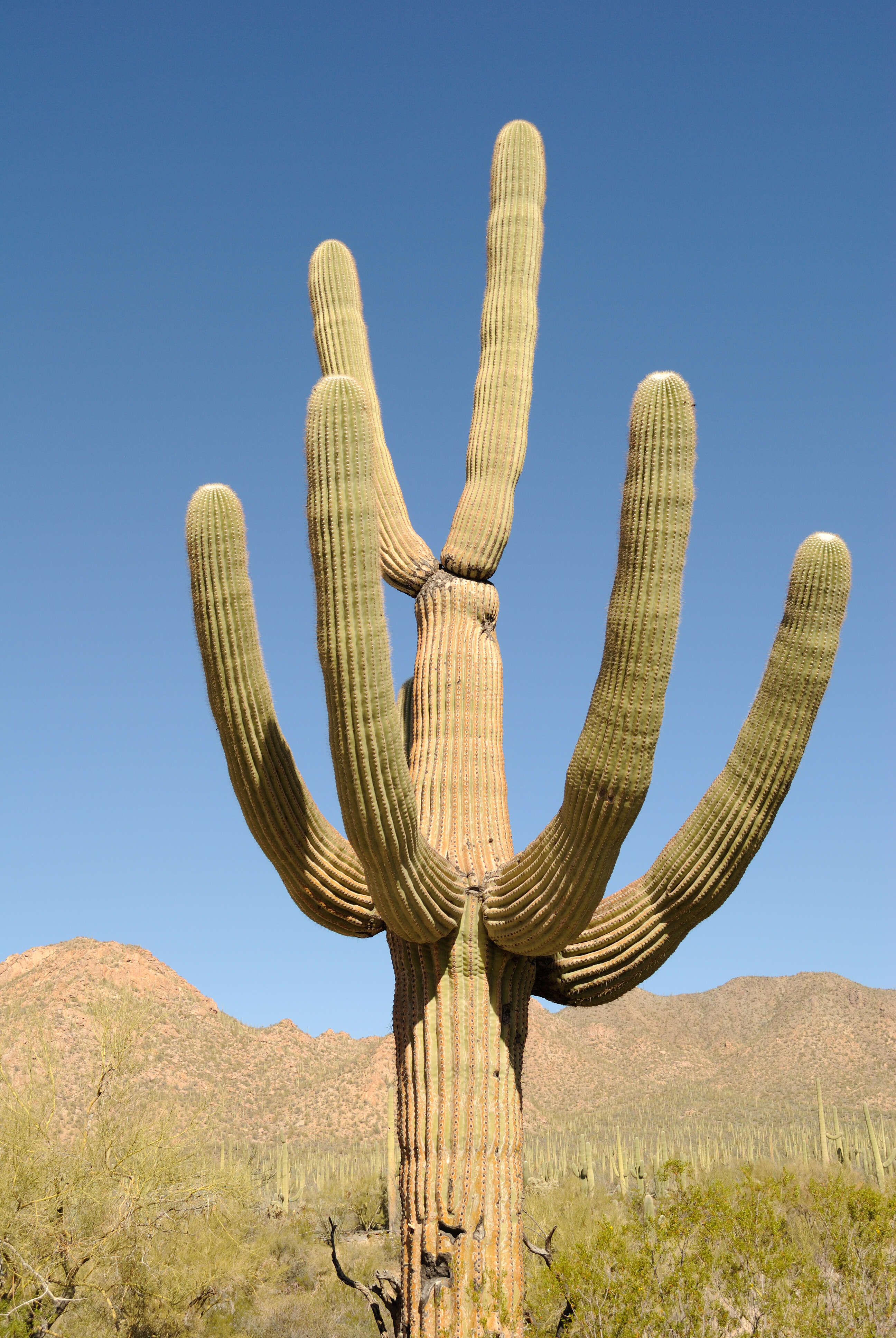 Image of saguaro