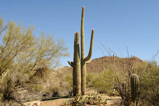 Image of saguaro