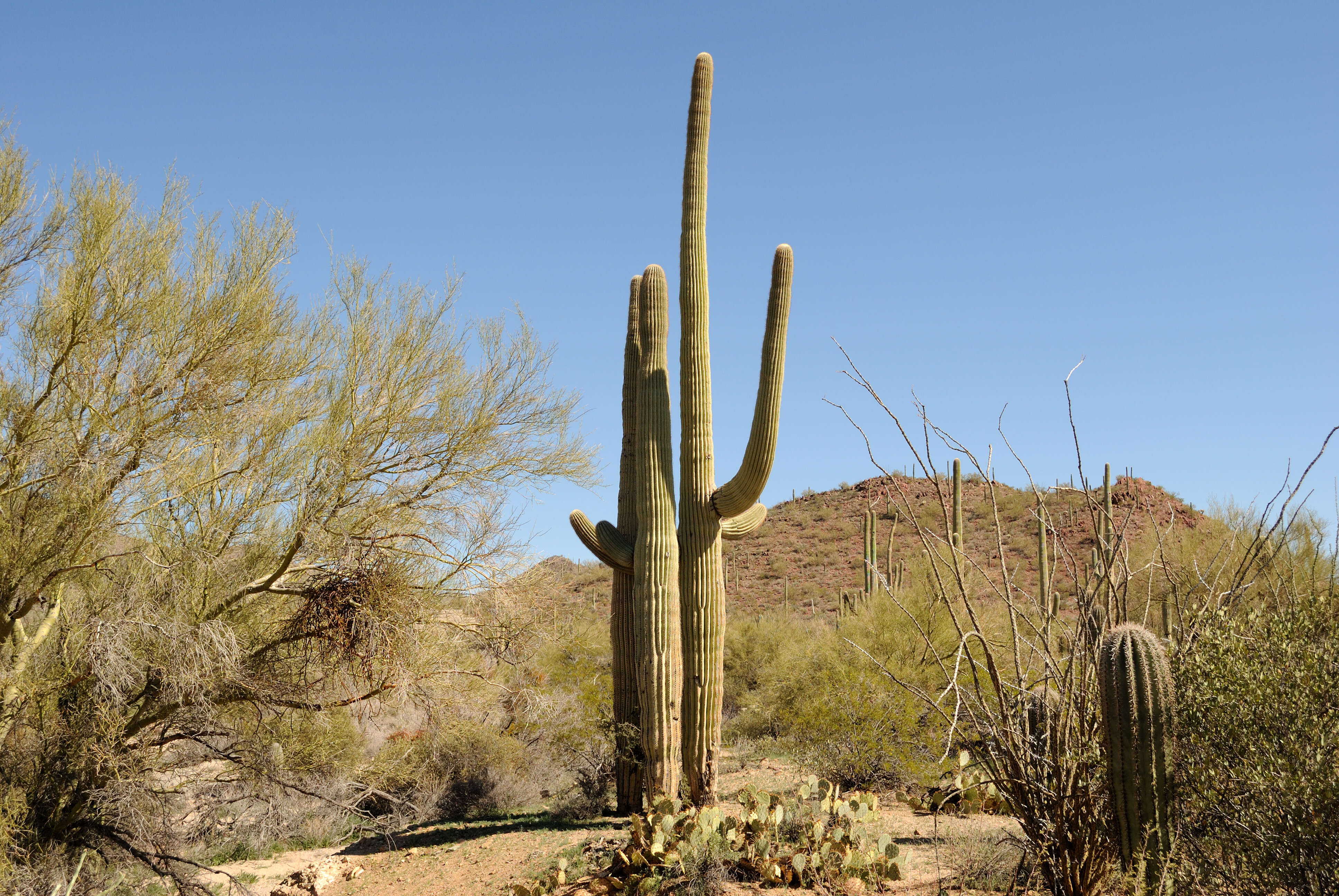 Image of saguaro