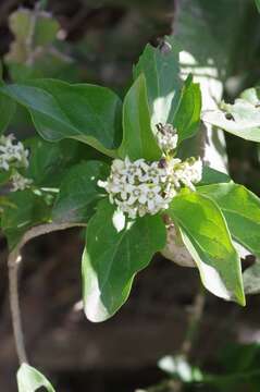 Image of Marsdenia dregea (Harv.) Schltr.