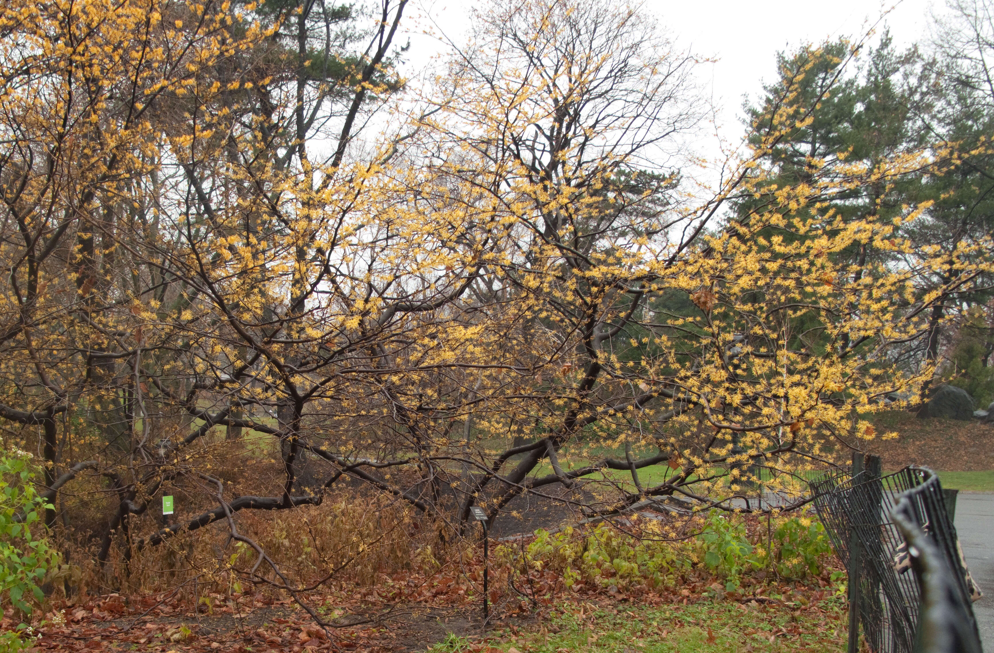 Image of American witchhazel