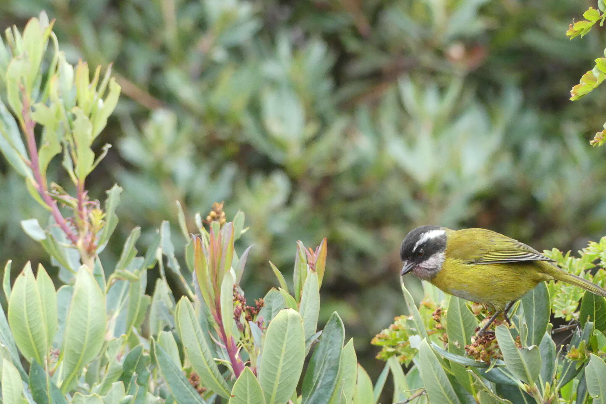 Image of Sooty-capped Bush Tanager