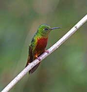 Image of Chestnut-breasted Coronet