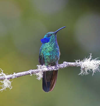 Image of Lesser Violetear